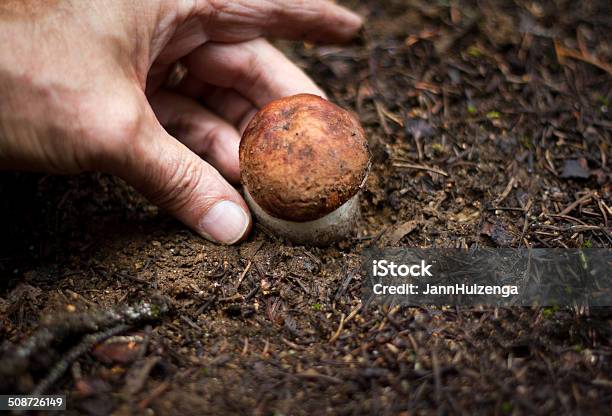 Picking Porcini Mushrooms In The Woods Stock Photo - Download Image Now - Activity, Beauty In Nature, Dirt