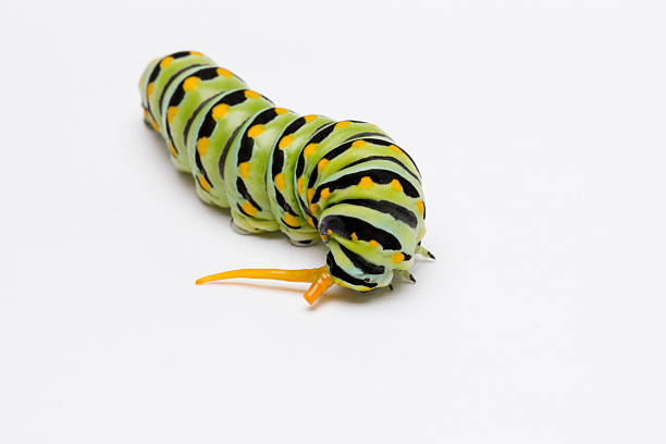 istock swallowtail butterfly caterpillar with osmeterium 508726625