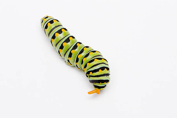 schwalbenschwanz caterpillar mit osmeterium - schwalbenschwanzfalter stock-fotos und bilder