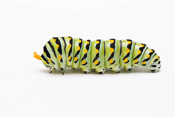 Caterpillar in a position as if its holding onto something many possibilities.