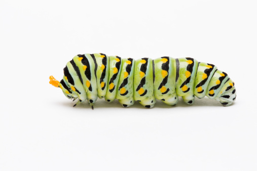 A monarch caterpillar, hanging upside down, ready to transform into a chrysalis. It's skin is beginning to split.