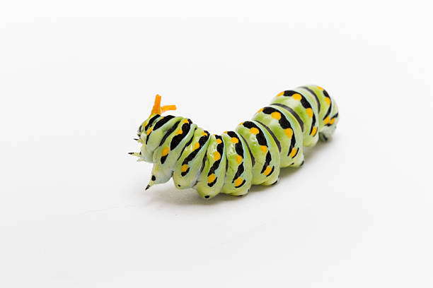istock swallowtail butterfly caterpillar with osmeterium 508726639