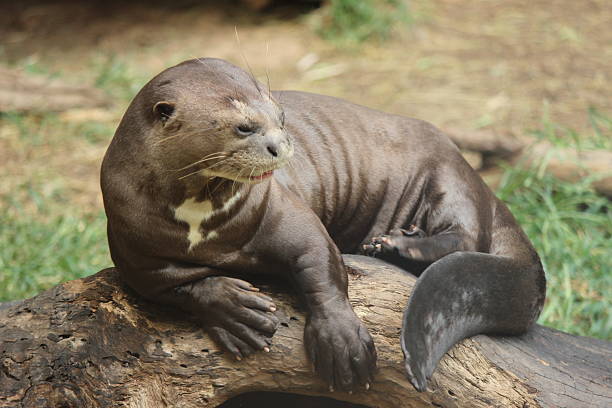 istock Large Otter After Swim 508727261