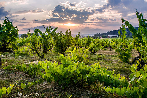 Vineyard at dusk