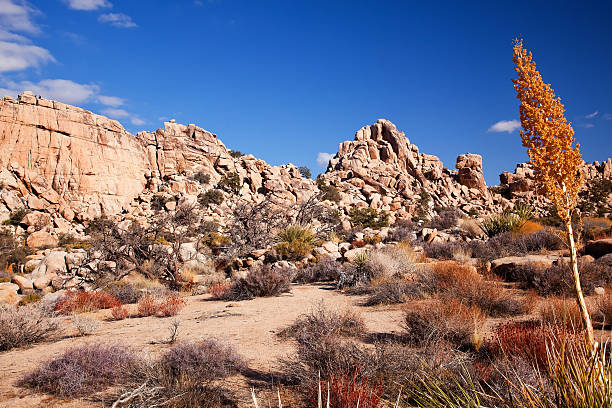 istock Yucca Nolina Beargrass Hidden Valley Mojave Desert Joshua Tree N 508728211
