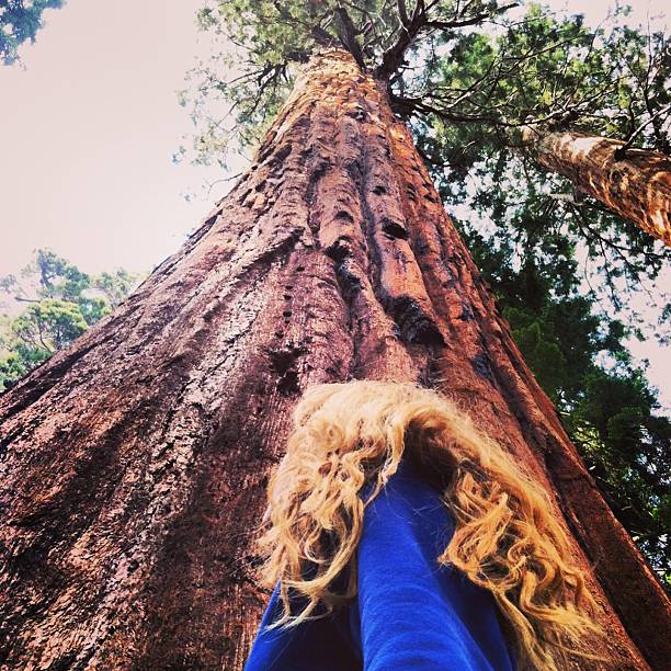 istock Girl and Giant Redwood Tree 508728599