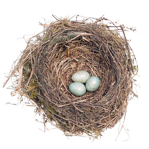 istock bird's nest with eggs on white background 508728945