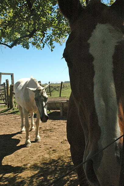 istock Horses on a farm upclose with beauty 508729127