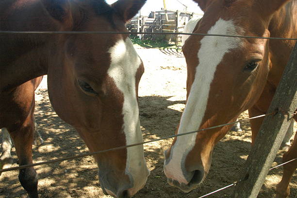 istock Horses on a farm upclose with beauty 508729135