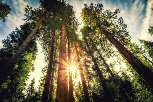 Bosque de Sequoias altura photo