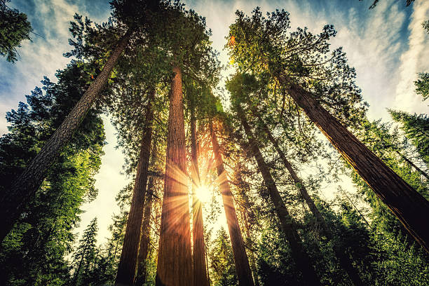 키 큰 숲 of sequoias - 소나무 침엽수 뉴스 사진 이미지