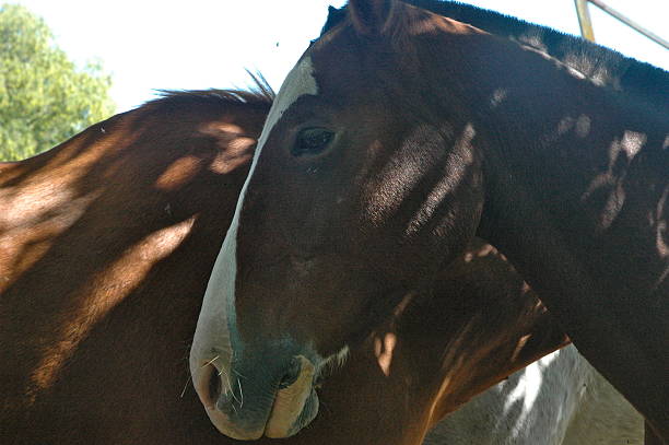 istock Horses on a farm upclose with beauty 508730187
