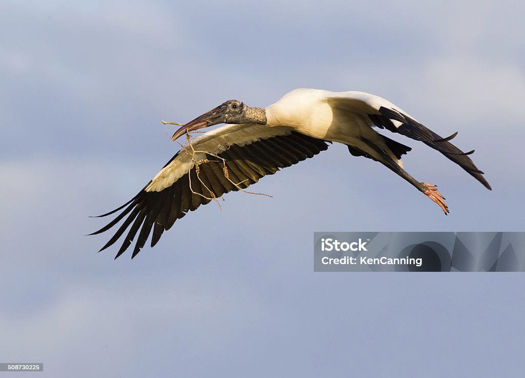 Wood Stork Wood Stork with Nesting Material   Wood Stork Stock Photo