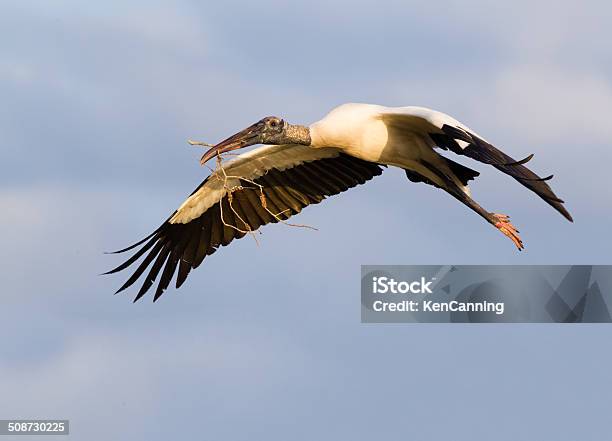 Wood Stork Stock Photo - Download Image Now - Wood Stork, Animal, Animal Behavior