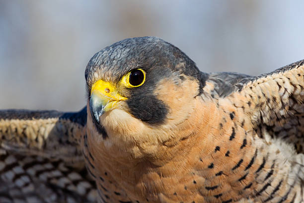 istock Peregrine Falcon 508730261