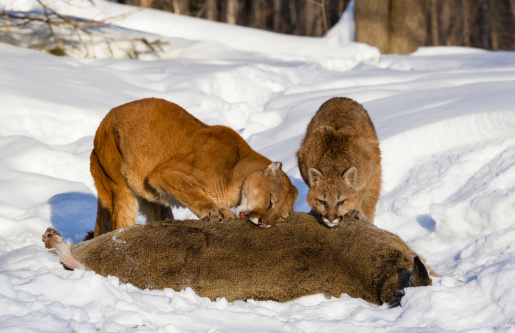 Mountains Lion mother and cub feeding on a deer in winter  