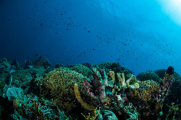 istock Various hard coral reefs in Gorontalo, Indonesia. 508730839