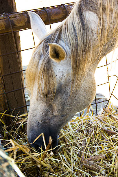 istock Horse close up 508731717
