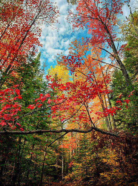 istock Looking Up in an Autumn Forest 508731857