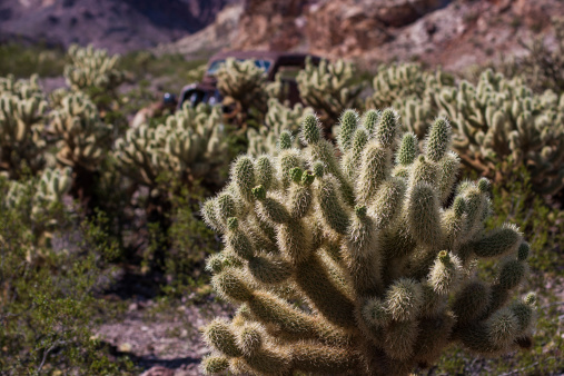 Teddy Bear Cholla cactus is lit from behind in the Nevada desert