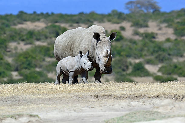 istock White Rhino in Kenya 508747564