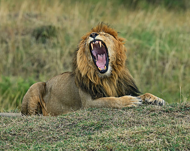 istock Portrait of young Lion 508747876