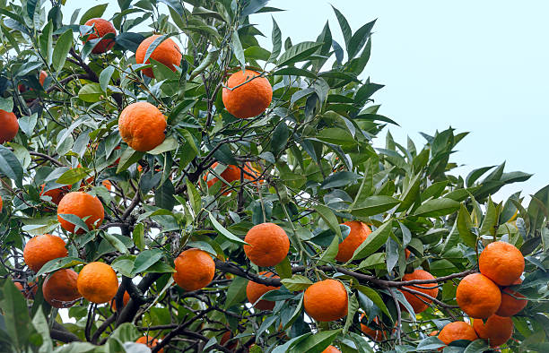 istock Mandarin tree with orange fruits. 508749640