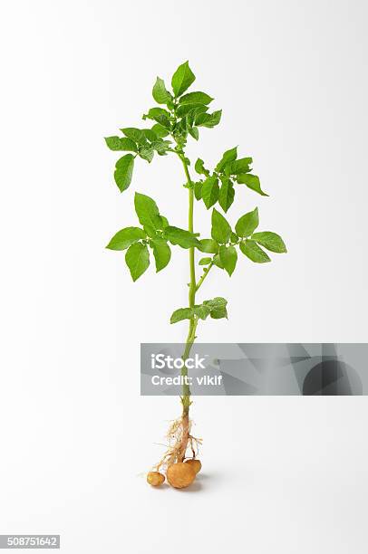 Whole Potato Plant Stock Photo - Download Image Now - Prepared Potato, Plant, Leaf