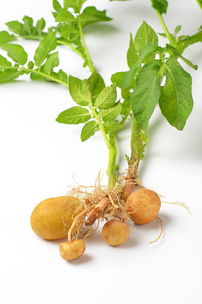 istock whole potato plant 508751710