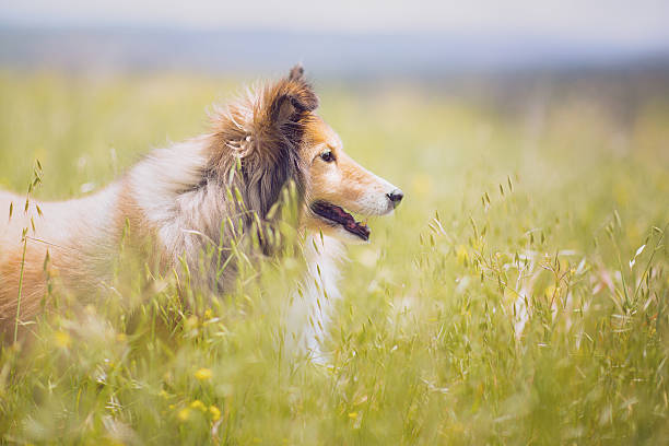 istock Shetland Sheepdog on watch 508751865