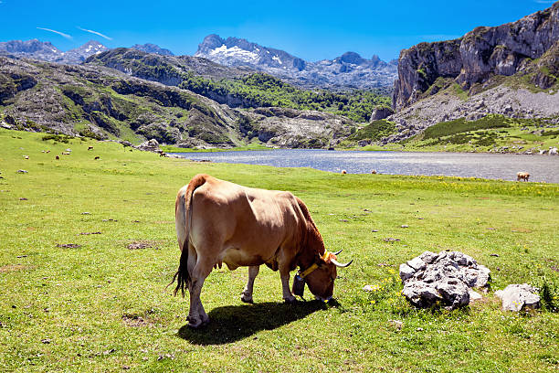 istock Cows in a pasture near Lake Ercina. Cantabrian. Covadonga. 508752008