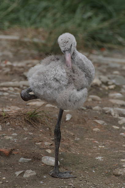 istock Cuban flamingo 508752233