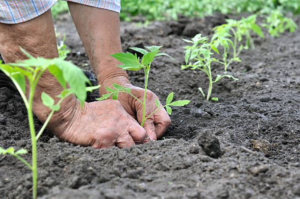 istock senior woman planting a tomato seedling 508752384