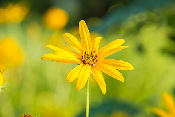 istock Yellow topinambur flowers 508752479