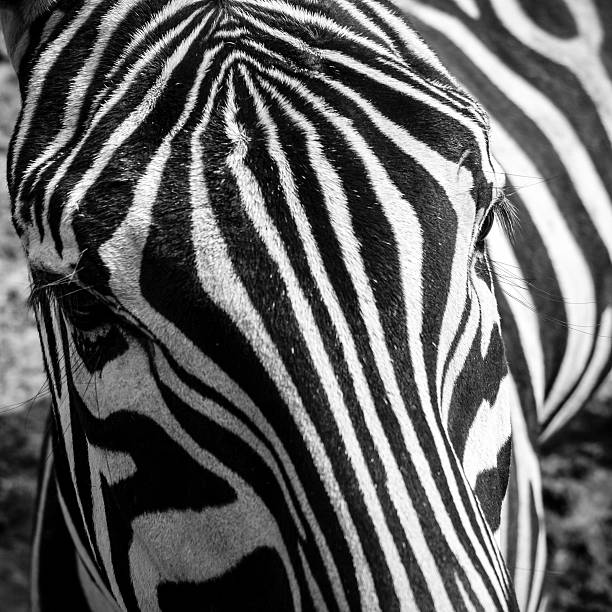 istock zebra, unique pattern of white and black stripes 508752675