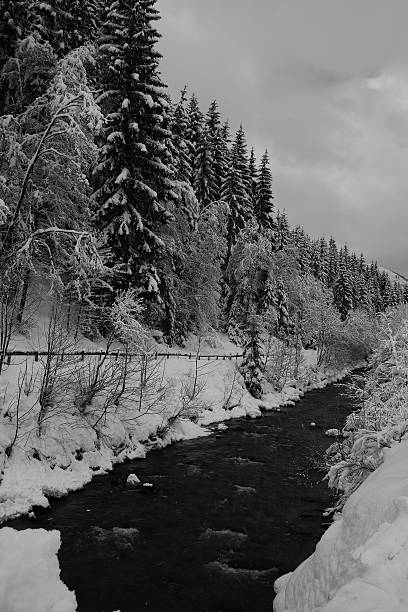 istock Winter and snow covered trees Saalbach Mountain, Austria - monocrome 508753146
