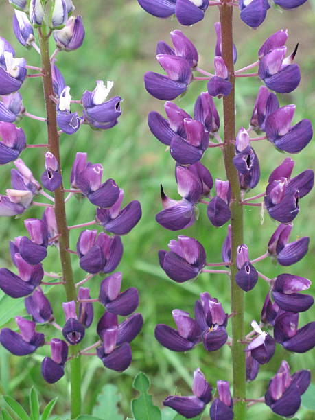 istock Flowers of lupine 508753388