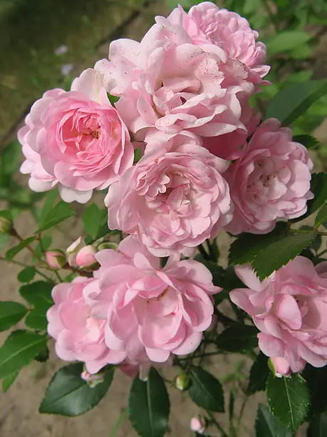 Pink rose in the garden .Floribunda, bonica 82