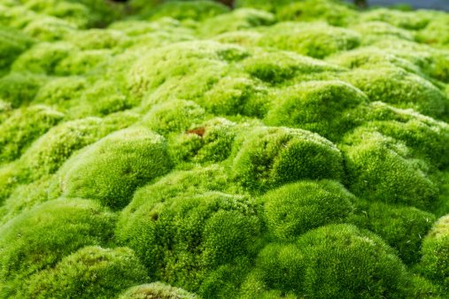 texture of green moss in garden