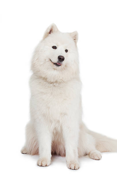 istock Studio shot of Samoyed dog 508754319