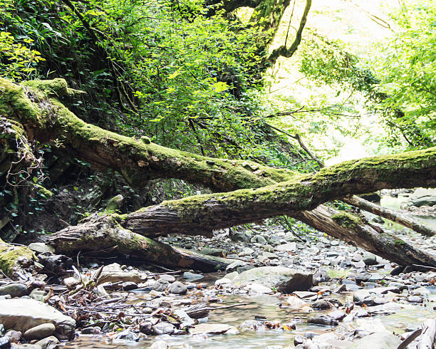 Fallen trees river stock photo