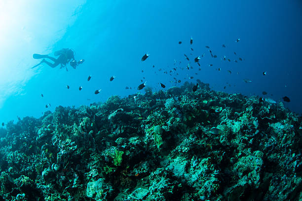 istock Various hard coral reefs in Gorontalo, Indonesia. 508754493