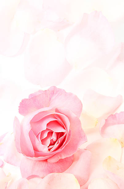 istock Pink rose and petals 508754787