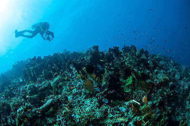 istock Various hard coral reefs in Gorontalo, Indonesia. 508755383