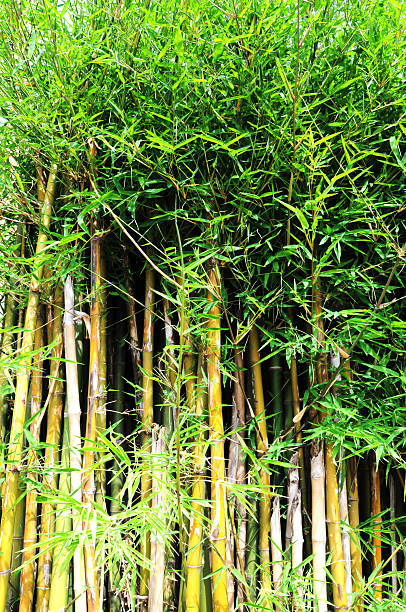 istock Trees of the green bamboo forest 508755461