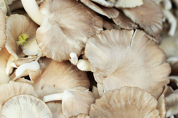 istock fresh mushrooms in the market 508755617