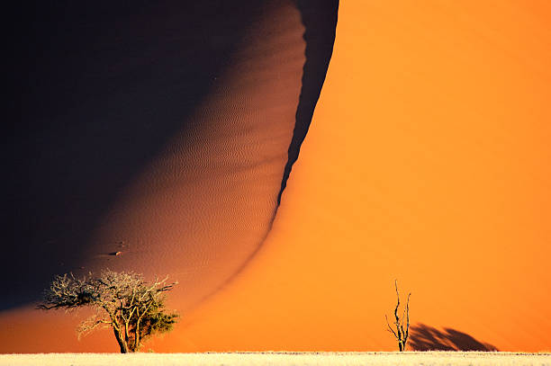 shadow of 거대한 모래 - conquering adversity adversity plant desert 뉴스 사진 이미지