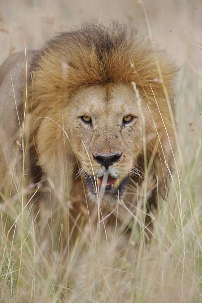 istock Male lion in the bush 508755819