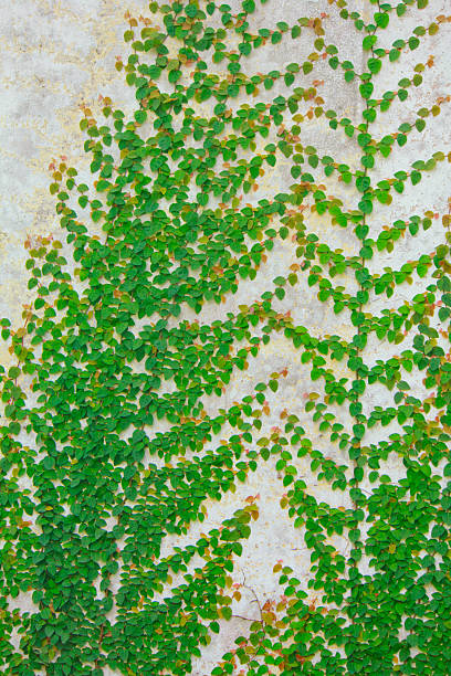 vite crescita su un muro di mattoni - ivy brick wall vine foto e immagini stock