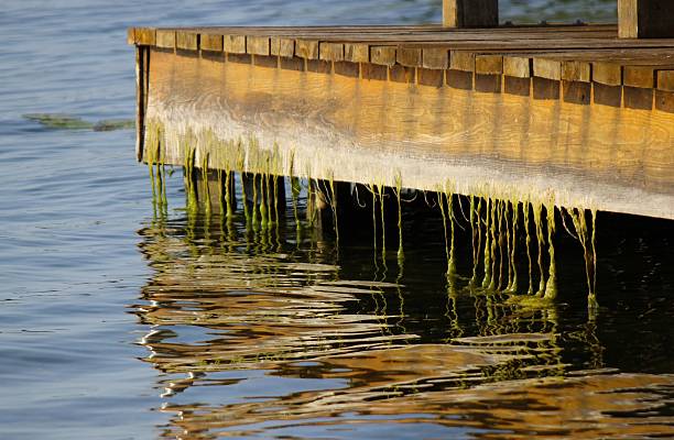 Green weeds and seaweed hanging from the side of a dock, into the water below.